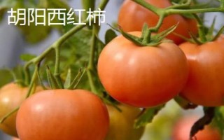 山东烟台市的特产,烟台海参闻名海内外