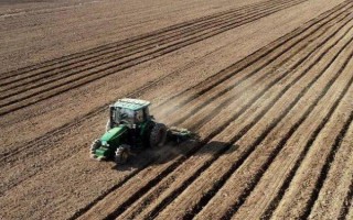 藏红花如何种植，播种通常是在8-9月进行