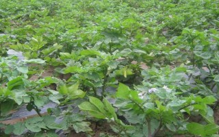 紫土豆的种植前景，营养丰富且用途多