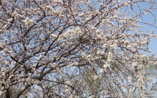 杏花的开花时间，花期在农历的2月份左右