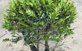 小叶紫檀干叶的原因,可能是土壤板结或强光暴晒所致