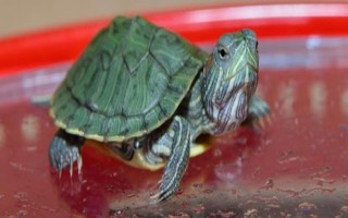 巴西龟属于哪种龟，是水龟