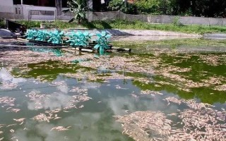 虾对水质的要求，不同品种对酸碱值的要求有区别