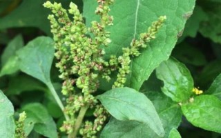 苋菜的品种,常见以下6种