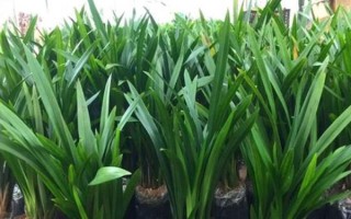 哪个品种的兰花最好，富山奇蝶、余蝴蝶、市长红等兰花均比较不错