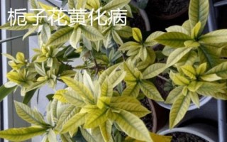 常见的栀子花病虫害及防治方法，需对症下药