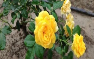 花开的多又抗病的月季品种有哪些，黄从容和梦光环选的较多