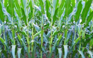 金园50玉米品种简介，出苗至成熟126天