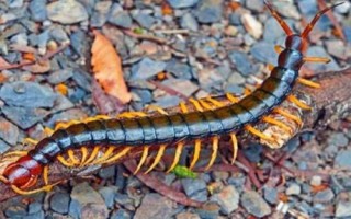 蜈蚣介绍,属于性情凶猛的节肢动物