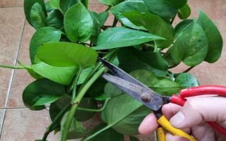 绿萝的修剪方法，冬天的时候尽量不要修剪