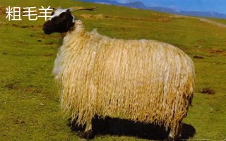 羊的繁殖性能介绍，不同品种的繁殖能力有区别