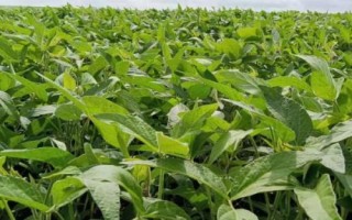 大豆种植技术，选择适合当地种植的品种