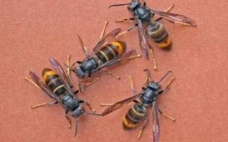 黄腰虎头蜂适合养殖吗，因腹部第1-2节背板呈黄橙色而得名
