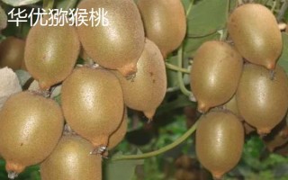 猕猴桃的名字由来，是受到猕猴的喜爱