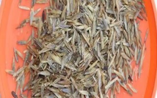 无芒雀麦种子的挑选方法，外观色泽好的种子品质更佳