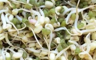 维生素不足时该怎么配饲料,把精饲料发酵喂畜禽