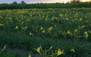 黄花菜有没有毒，新鲜的黄花菜具有毒性