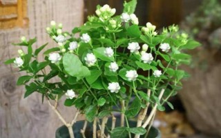 盆栽茉莉花的施肥方法，不同季节的施肥方法有所不同