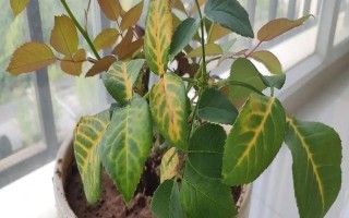 月季花叶子发黄是什么原因，可能是浇水不当或施肥错误等