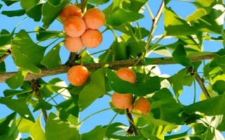 银杏落果如何处理，可采取施肥、浇水、修剪等措施