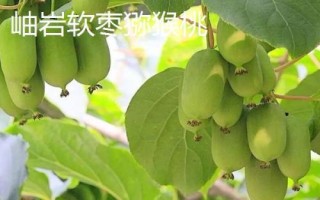 辽宁省鞍山市水果特产,别称钢都、玉都