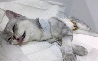 犬猫上呼吸道感染怎么治疗和护理，根据引发原因采取不同的解决措施