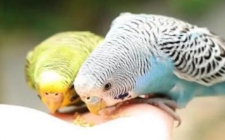 怎么养虎皮鹦鹉，冬天要做好御寒保暖