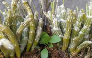 玫瑰石斛怎么养殖，生长期每隔10-14天浇一次水