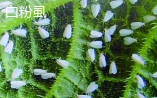 有哪些常见害虫,包括棉铃虫、豆荚螟、蛴螬等种类