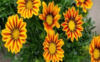 勋章菊的繁殖方法，常用播种、分株、扦插和组培繁殖