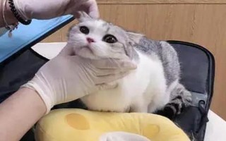 春季养猫的注意事项，一定要定期驱虫