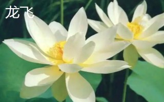 盛开的荷花与什么相似，看起来就像一个彩灯