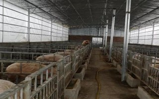 如何搭建养猪大棚，首先风口不可面对人群聚集地