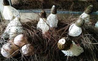 竹荪的价格，一斤需要75-350元左右