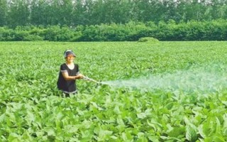 哪种特效药能解除除草剂的药害，使用芸苔素可以缓解、减轻药害