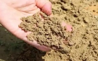 银柳能直接插土里吗，可以插土里进行扦插繁殖