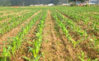 辉玉806玉米种子特点，适宜播期4月下旬至5月上旬