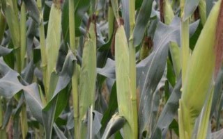 联航868玉米种子介绍，一次性播种全苗