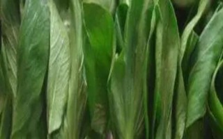 油菜的播种时间,南方地区一般在9-11月份播种