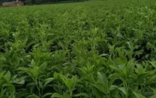 白术的管理方法，幼苗出土后要及时除草翻耕