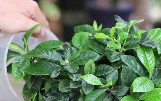 栀子花春天的养殖方法，春天要让其有充足的水肥