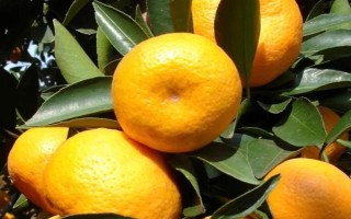 橘子常见品种，常见的有砂糖桔、蜜桔、沃柑等