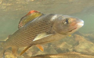 美国红鱼简介，一般是指眼斑拟石首鱼