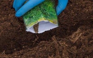 茴香怎么种植出苗较快，播种前需浸种一天