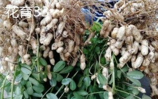 花生的产地，辽宁和山东等地为主产区