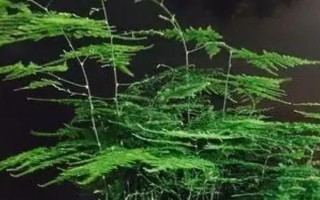 文竹叶面水一天喷几次,一天喷一次即可