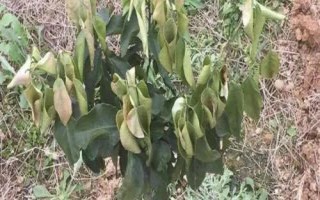 果树早春受到冻害怎么补救，增施肥料可恢复树势