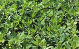 海桐的养殖要点,对光照的需求比较高