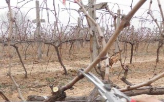 葡萄树何时移栽，秋季落叶后为移栽适期