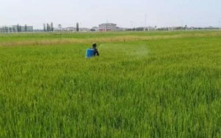 水稻叶片发红如何治疗,需根据病害类型喷施对应农药